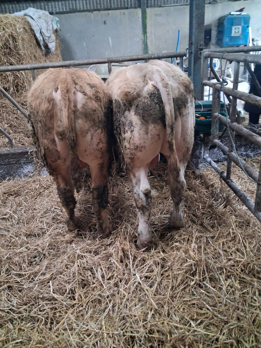 Weanling bulls - Image 4