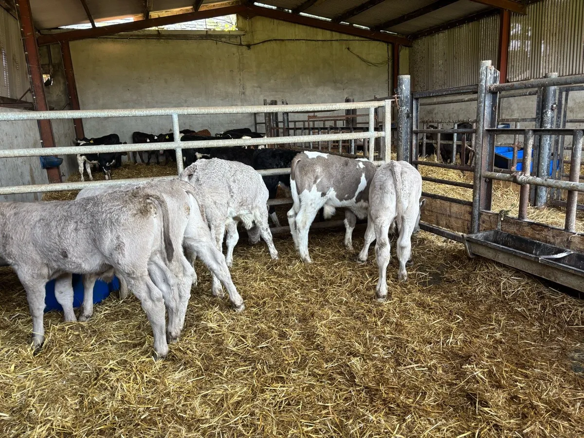 5 super reared charlaois bulls - Image 1