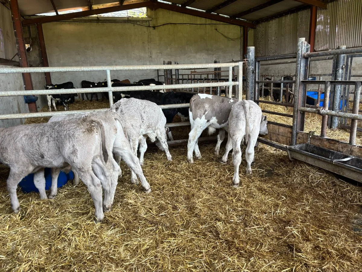 5 super reared charlaois bulls - Image 3