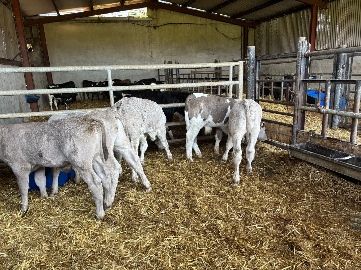 5 super reared charlaois bulls - Image 2