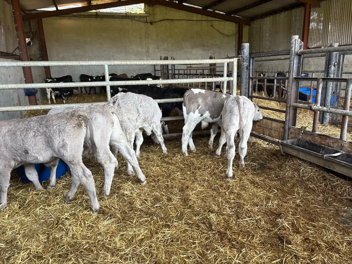 5 super reared charlaois bulls - Image 4