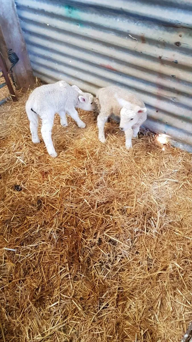 Triplet foster lambs - Image 1