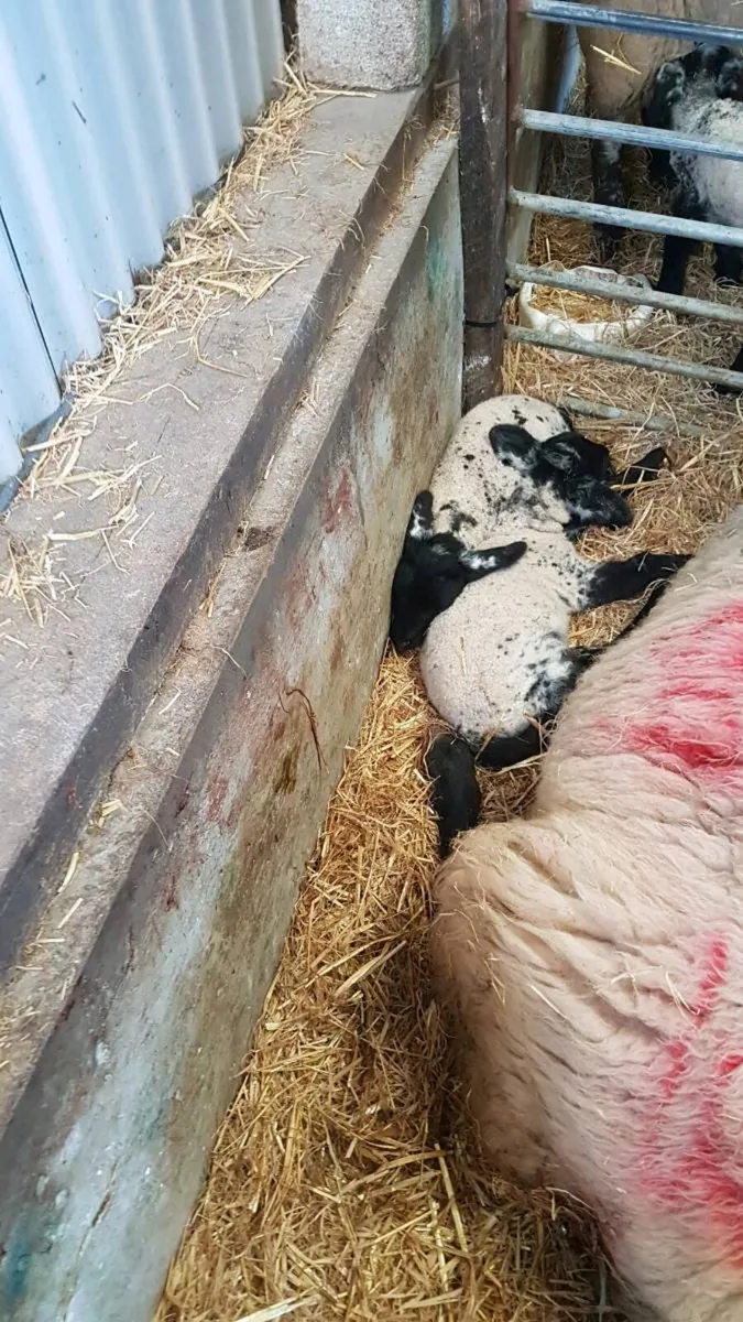 Triplet foster lambs - Image 3