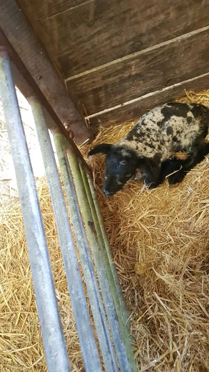 Triplet foster lambs - Image 4