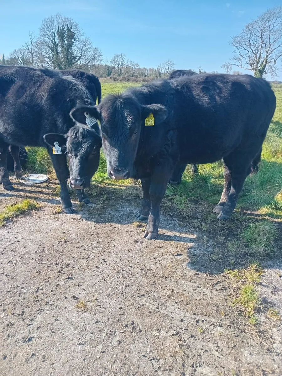 Aberdeen angus - Image 1