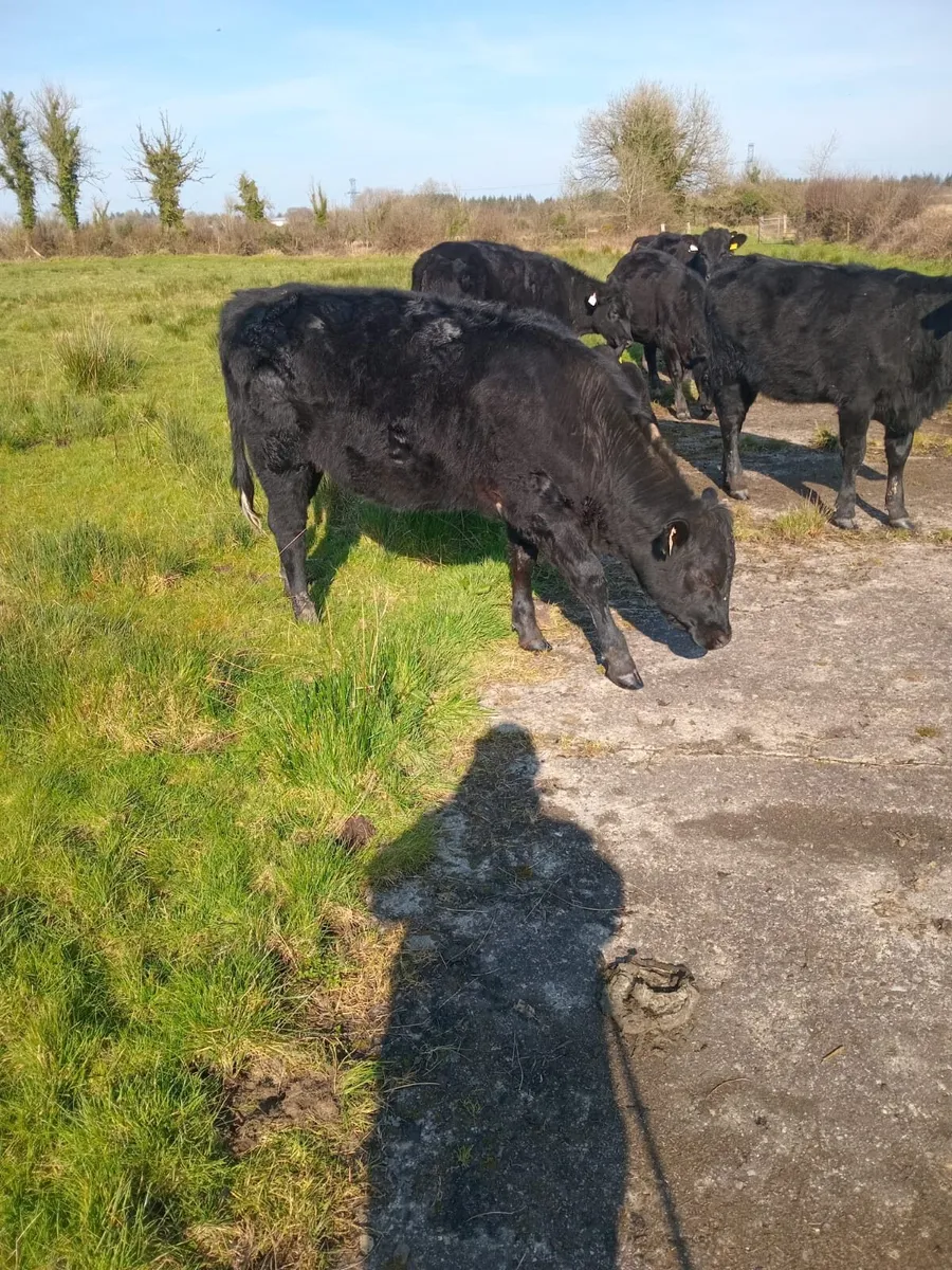 Aberdeen angus - Image 2