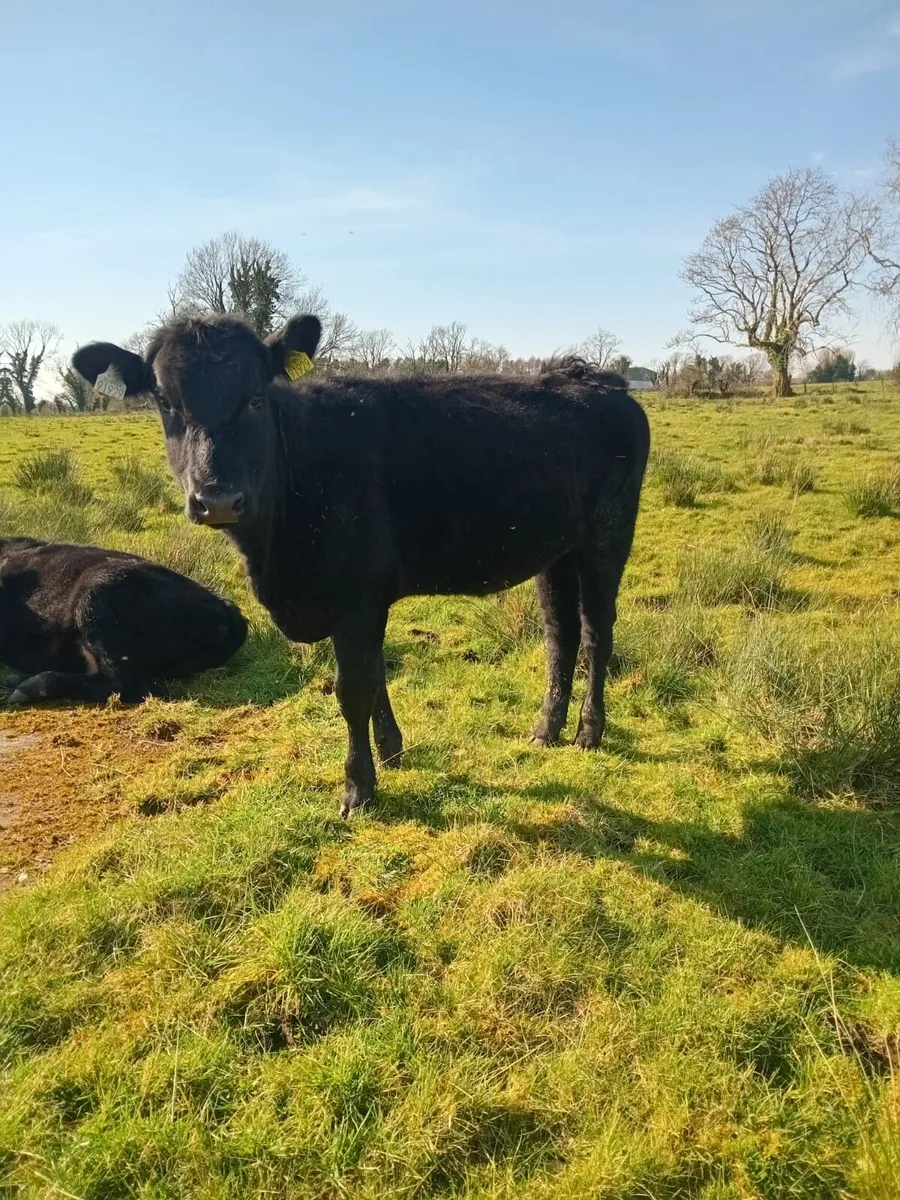 Aberdeen angus - Image 3