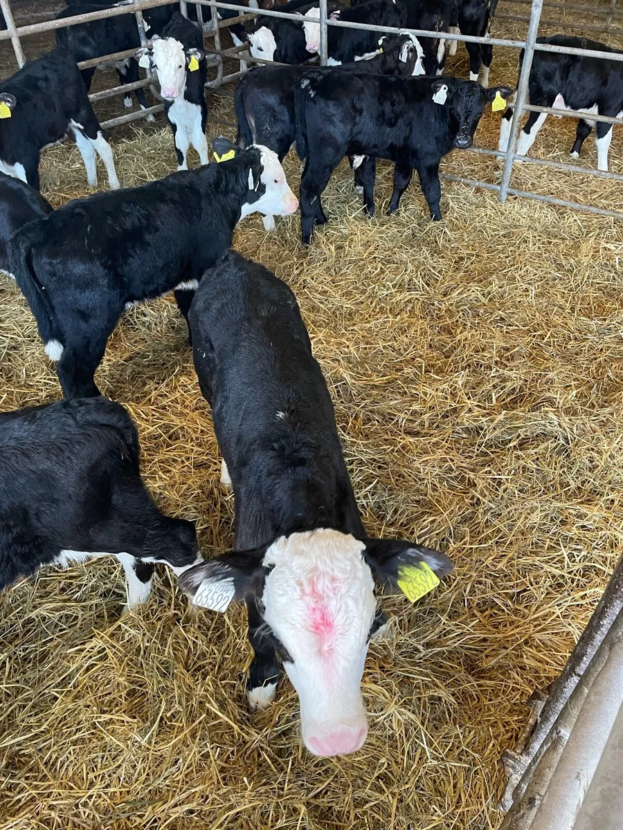 Hereford bull and heifers calves