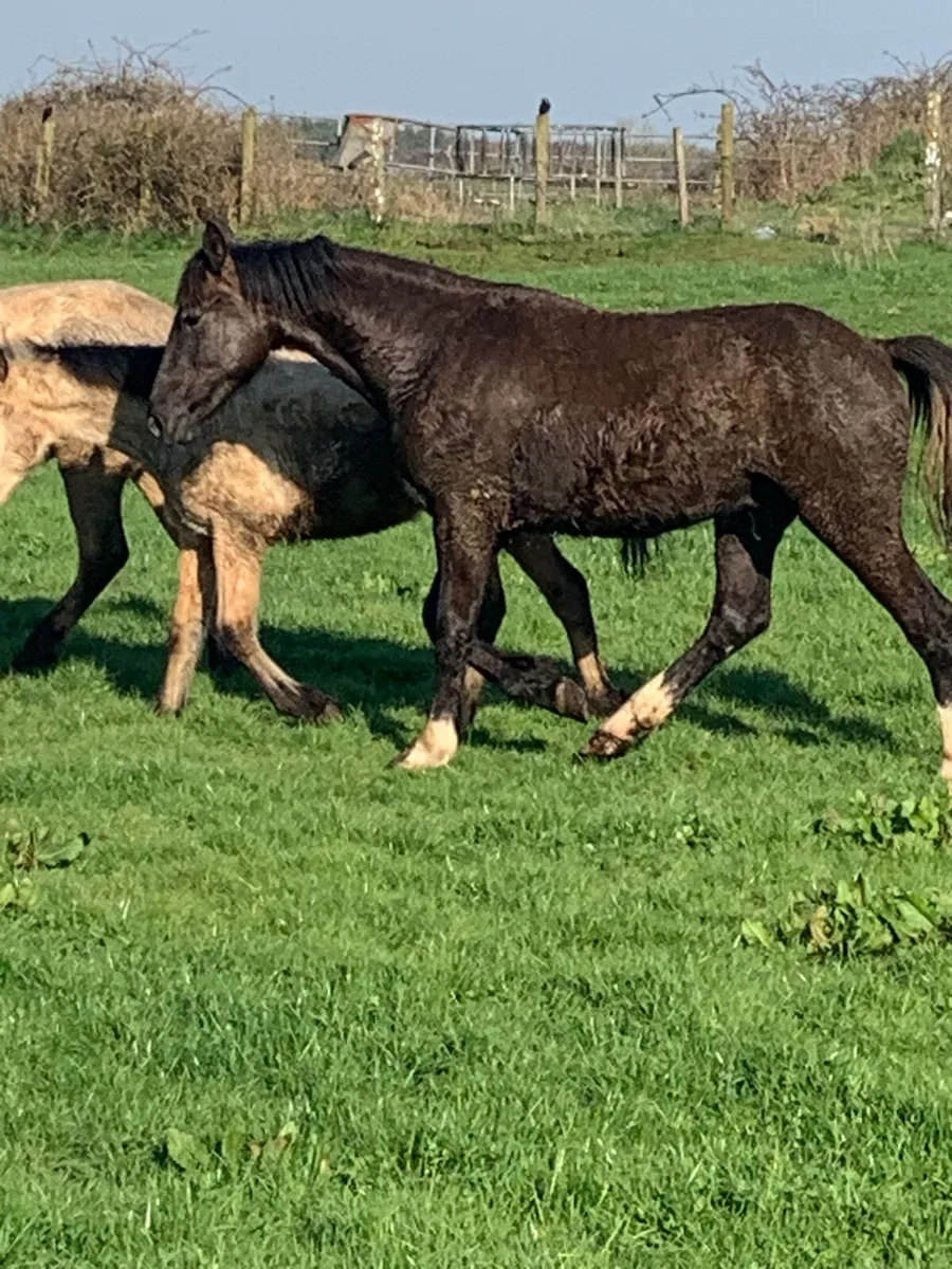 2 year old RID gelding - Image 2