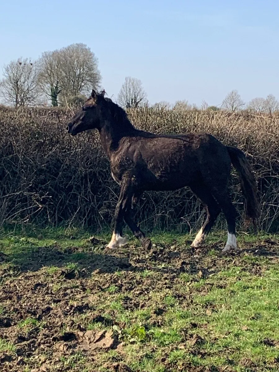 2 year old RID gelding - Image 3