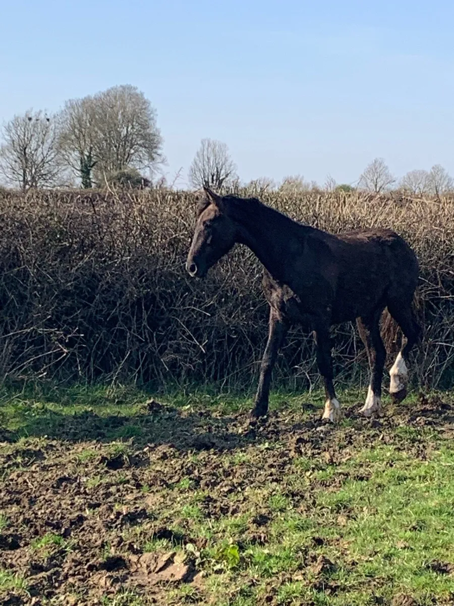 2 year old RID gelding - Image 4