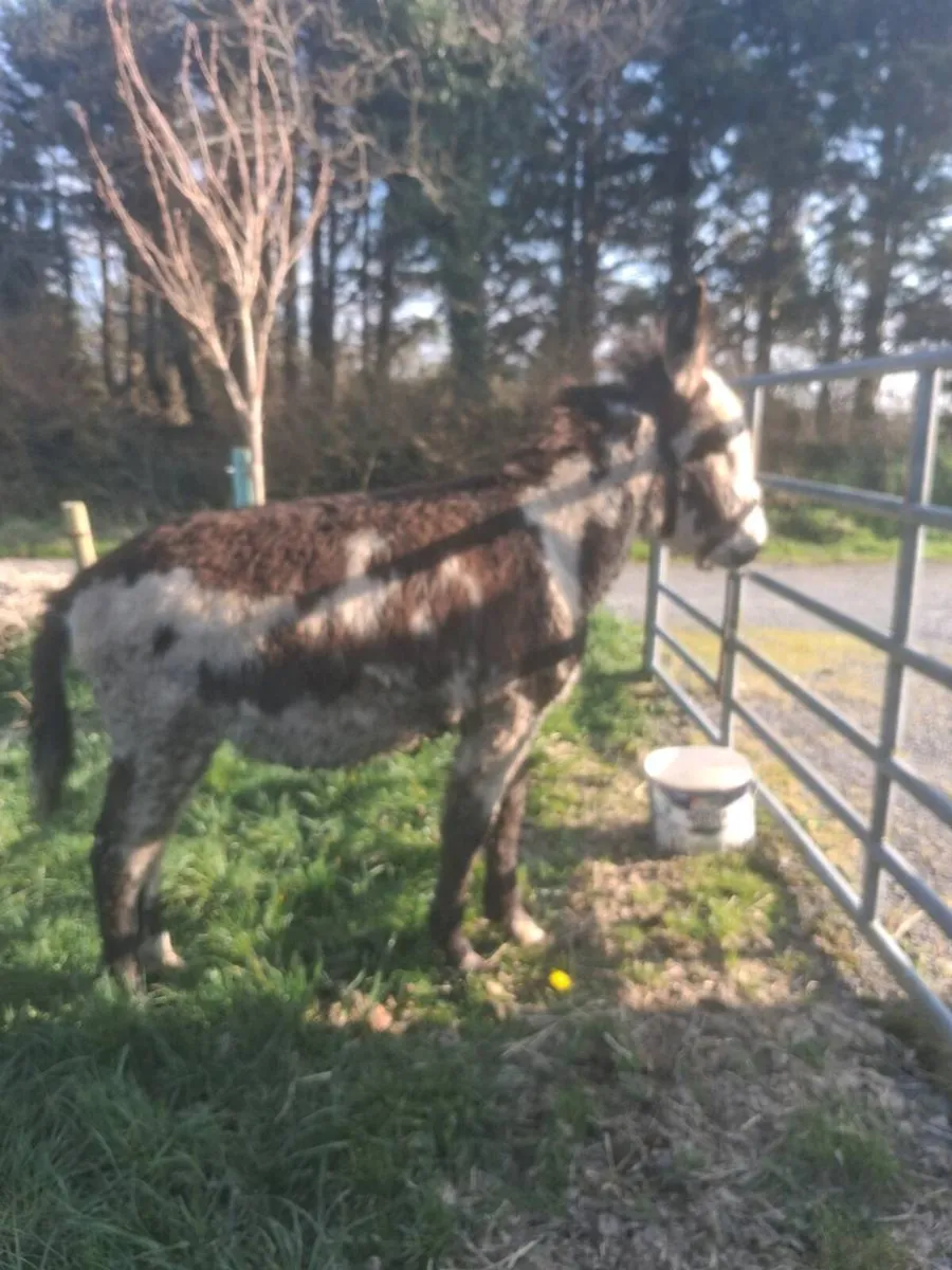 Mare donkey foal - Image 3