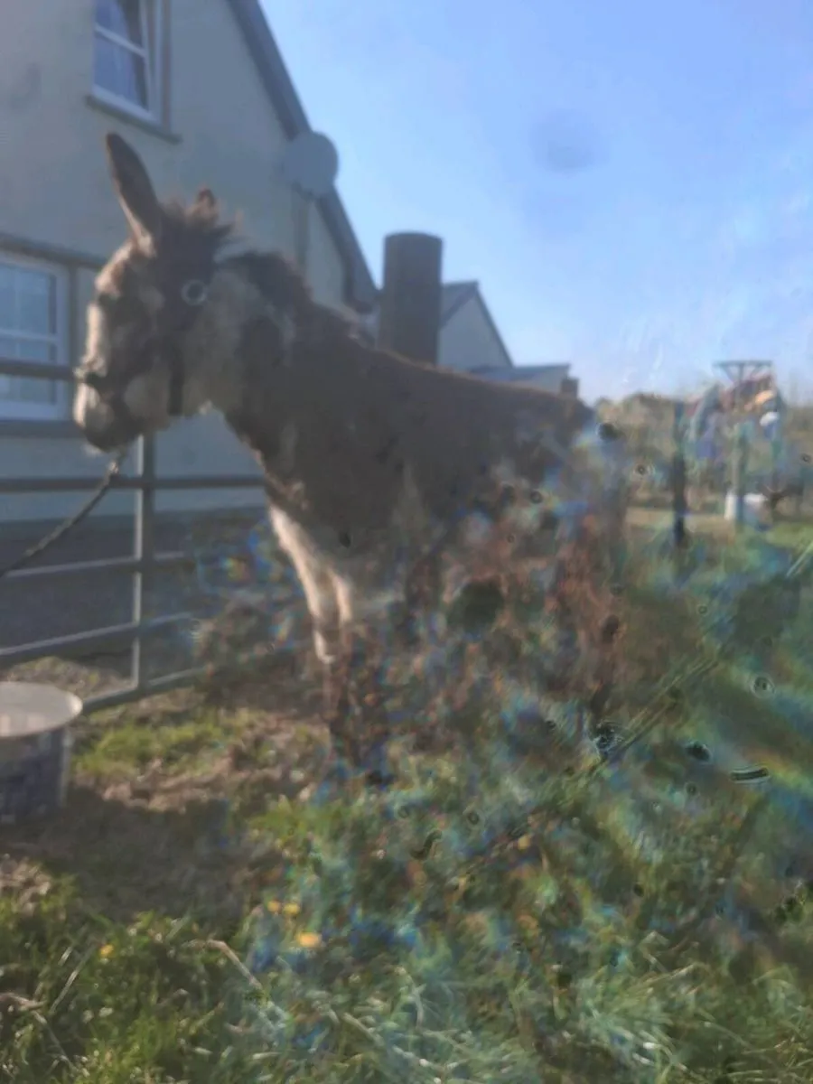 Mare donkey foal - Image 4