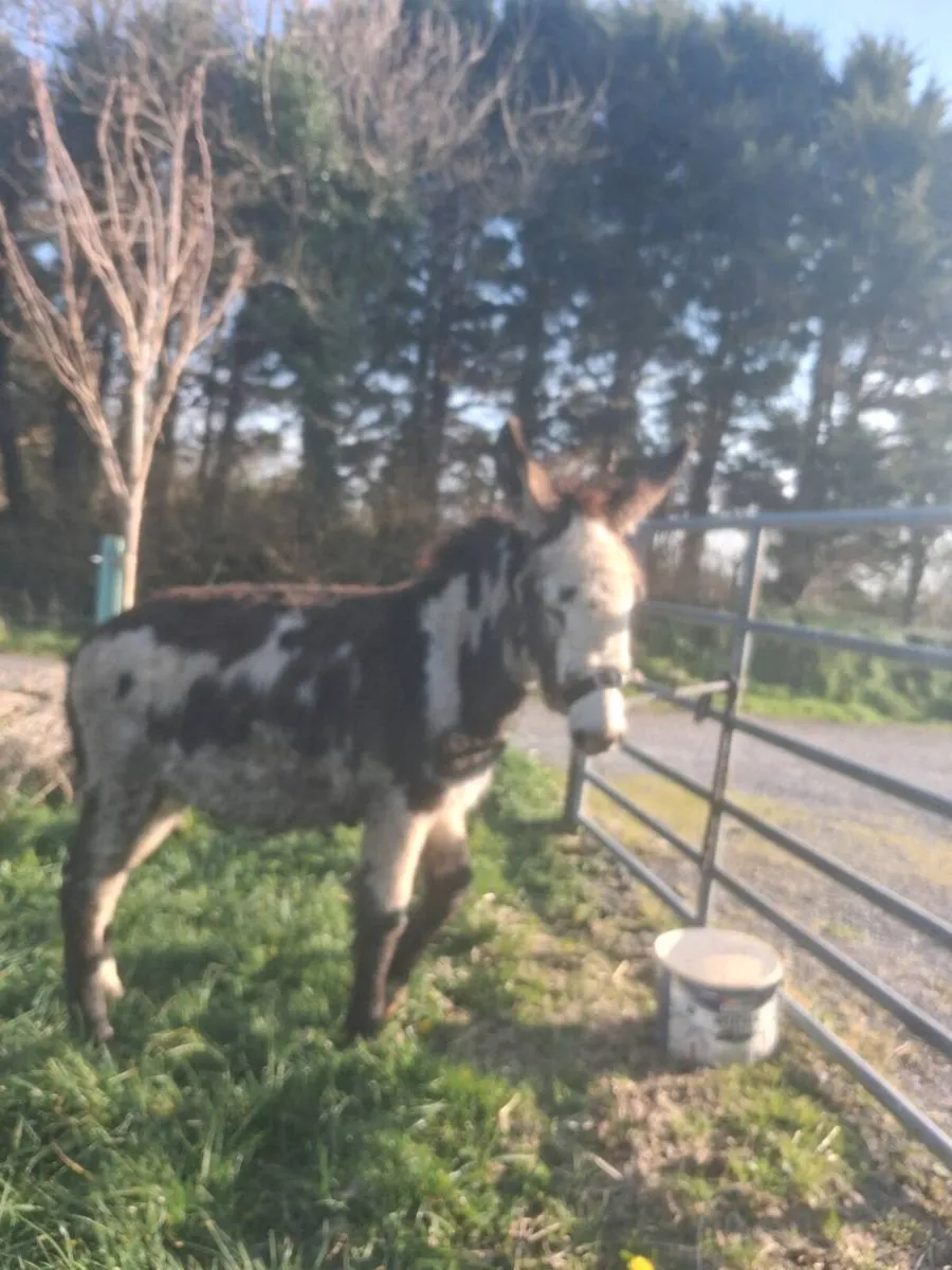 Mare donkey foal - Image 1