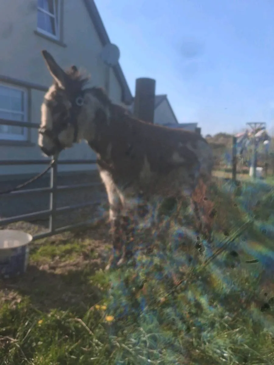 Mare donkey foal - Image 2