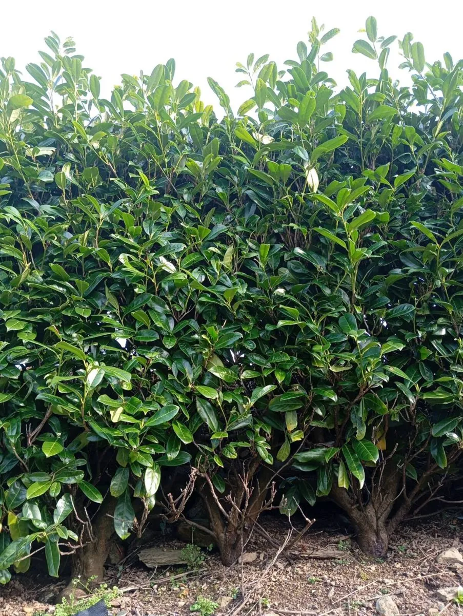 Laurel hedging - Image 1