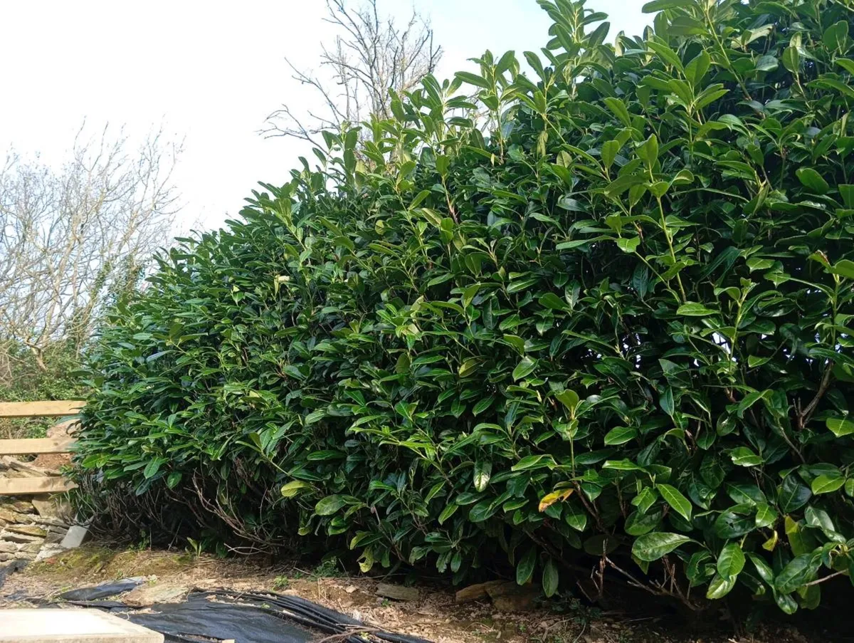 Laurel hedging - Image 2