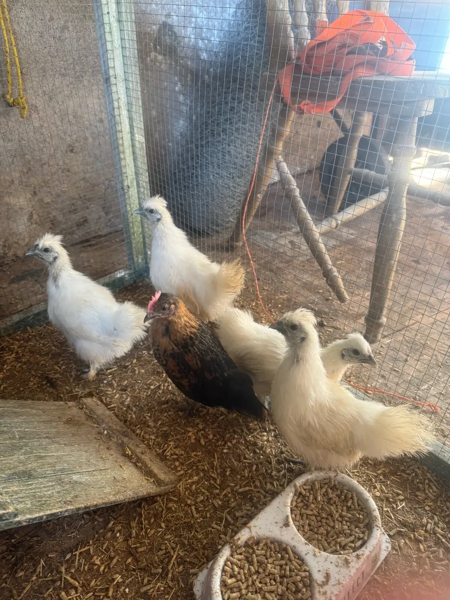 Silkies and bantams - Image 1