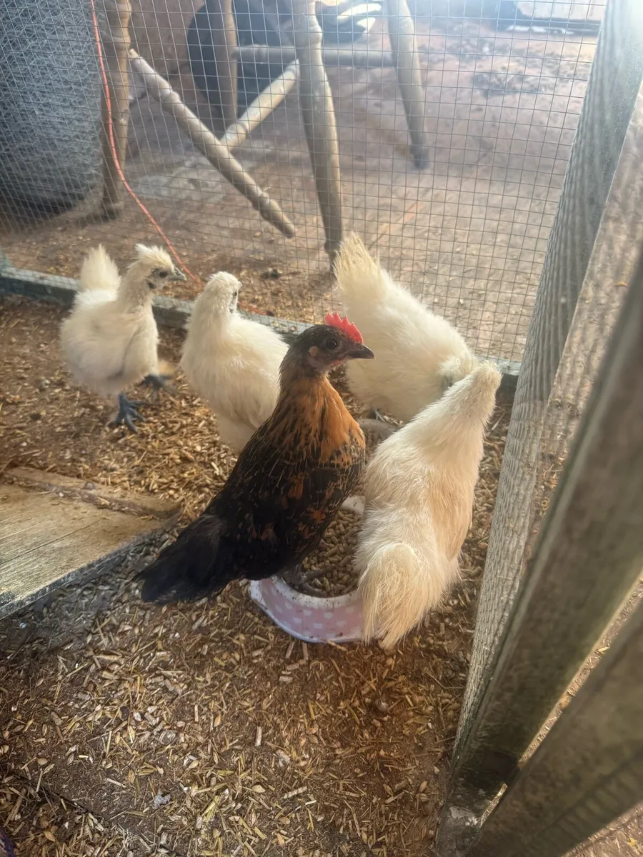 Silkies and bantams - Image 2