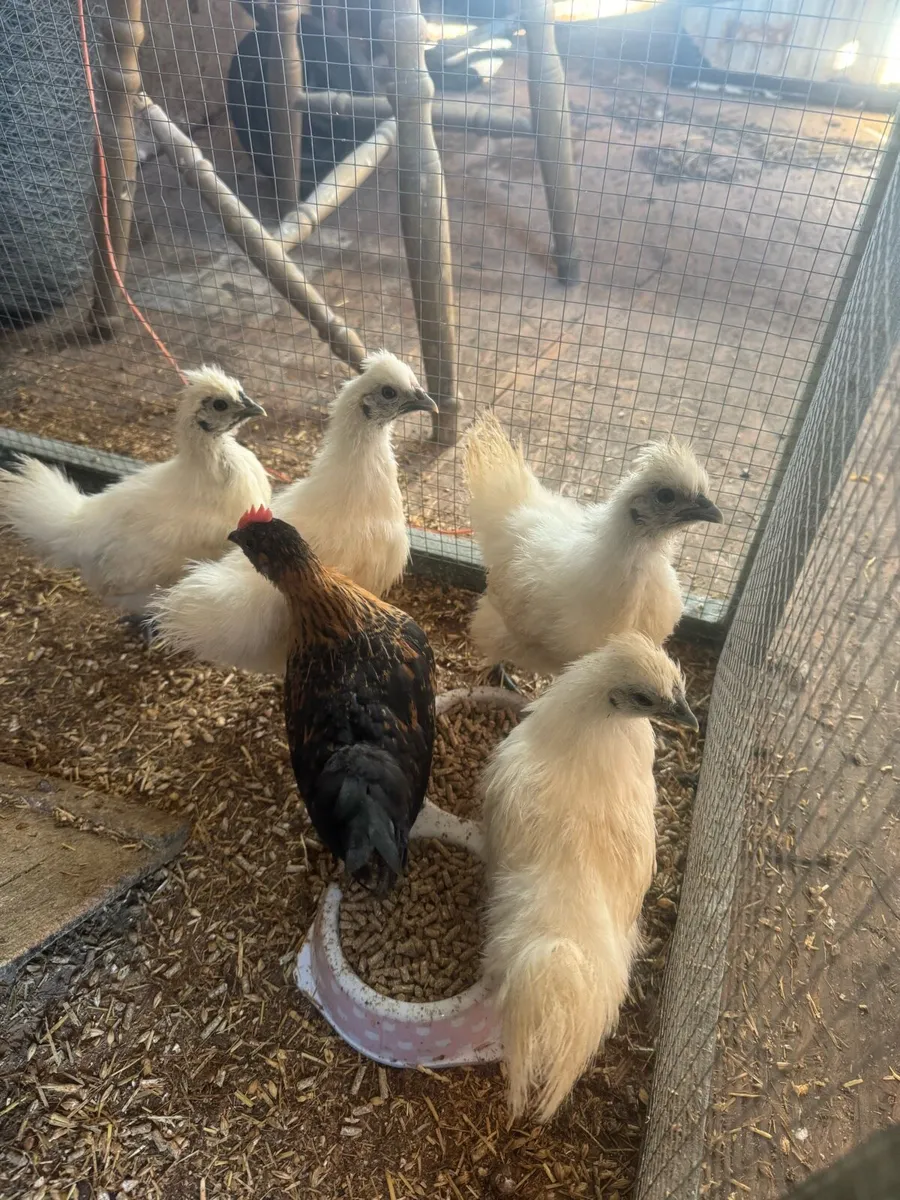 Silkies and bantams - Image 3