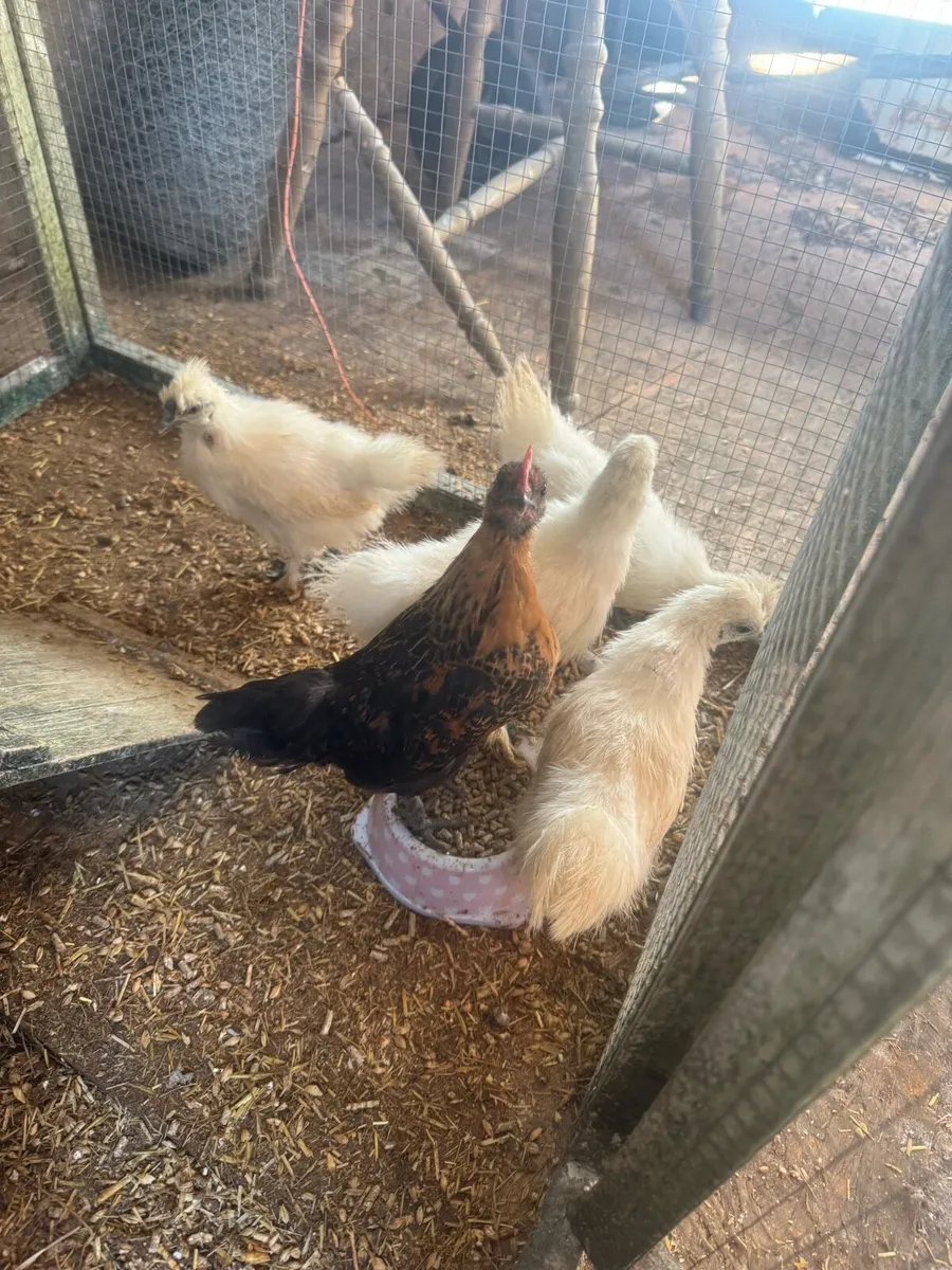 Silkies and bantams - Image 4