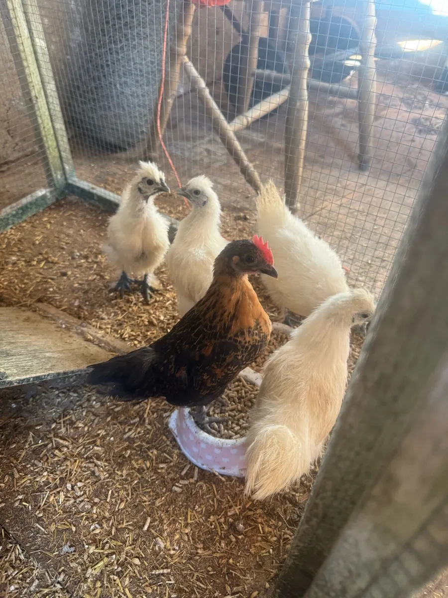 Bantam rooster - Image 4