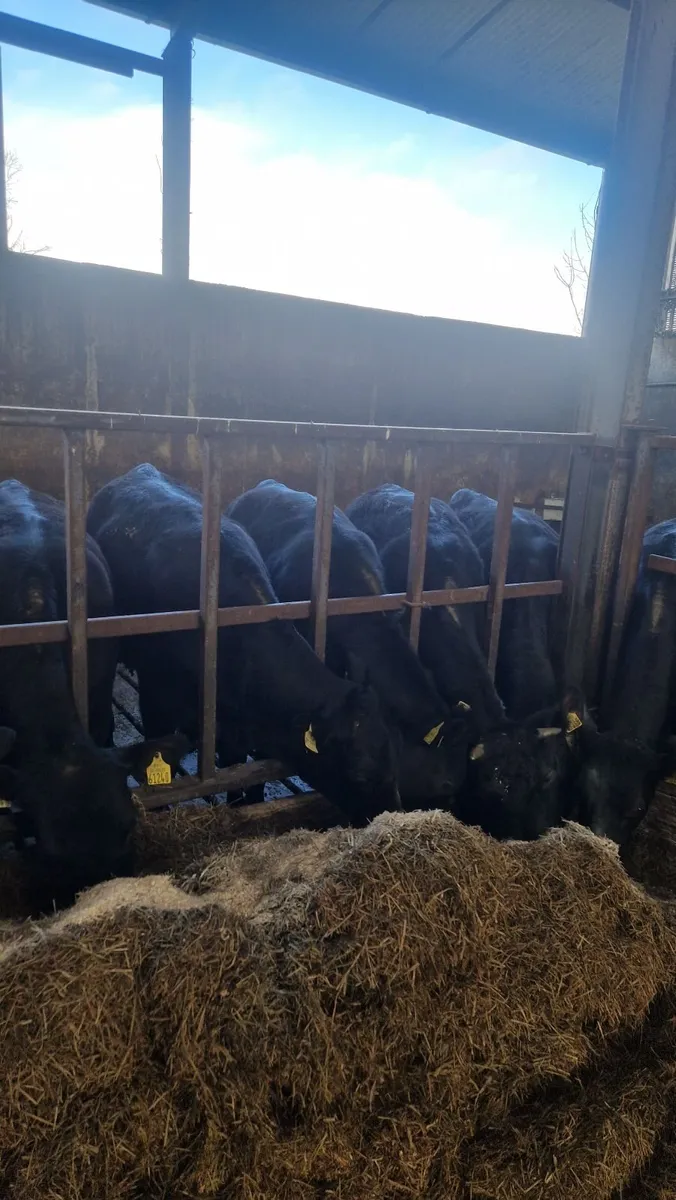 Angus heifer yearlings - Image 1