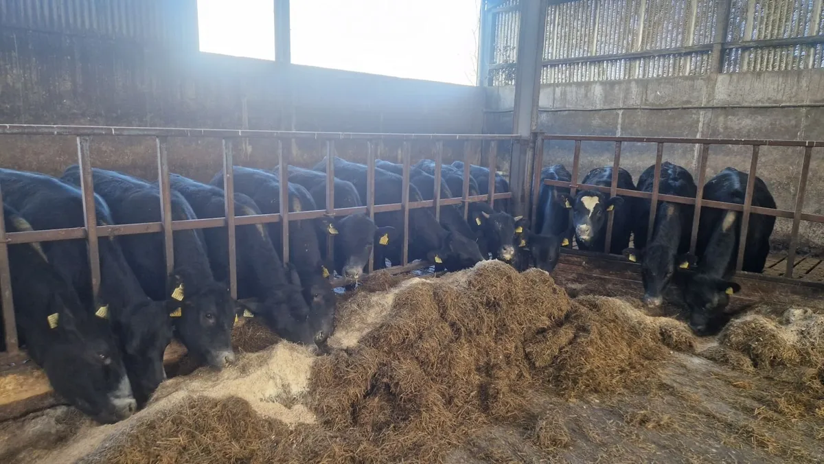 Angus heifer yearlings - Image 2