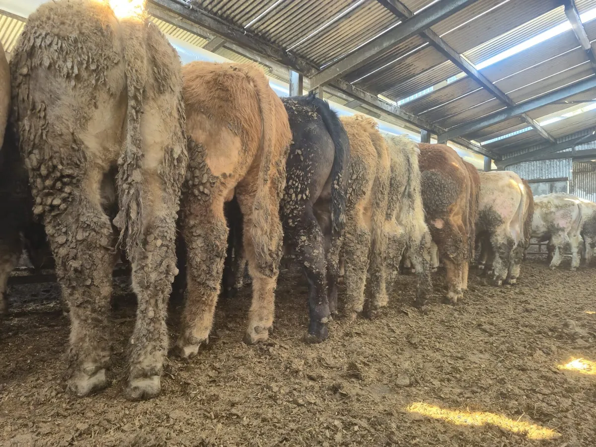 20 U Grade  Bullock's  400 kgs. - Image 1