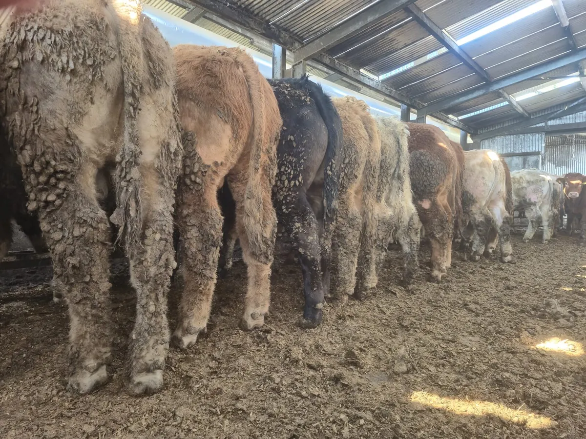20 U Grade  Bullock's  400 kgs. - Image 2