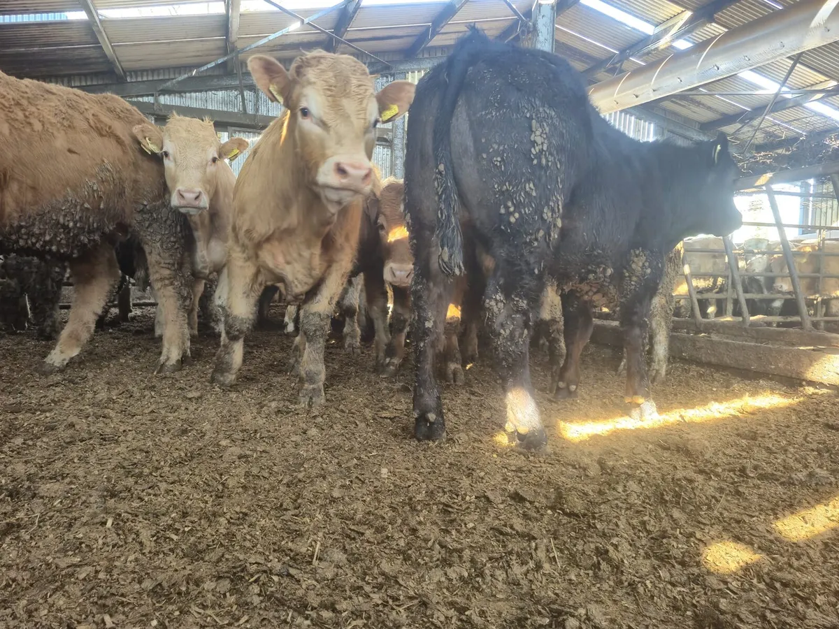 20 U Grade  Bullock's  400 kgs. - Image 3