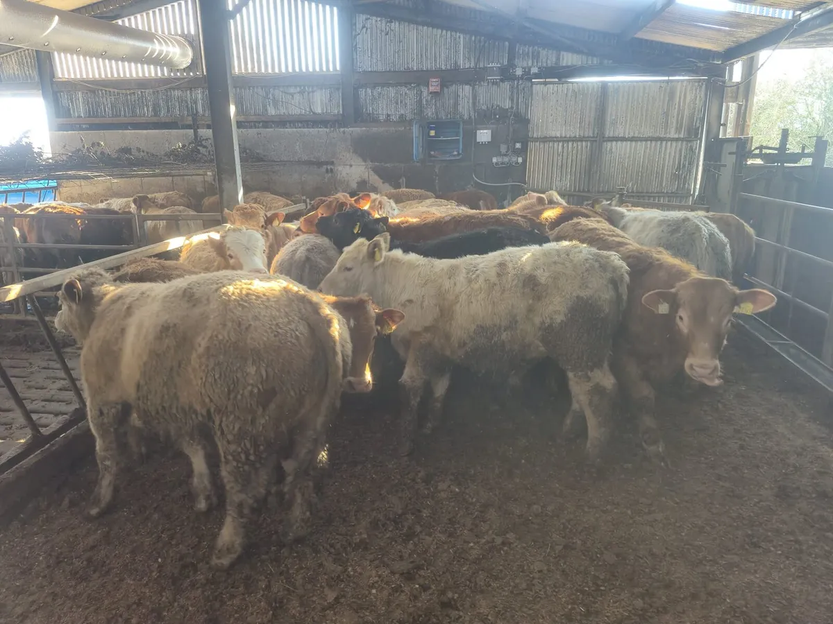 20 U Grade  Bullock's  400 kgs. - Image 4