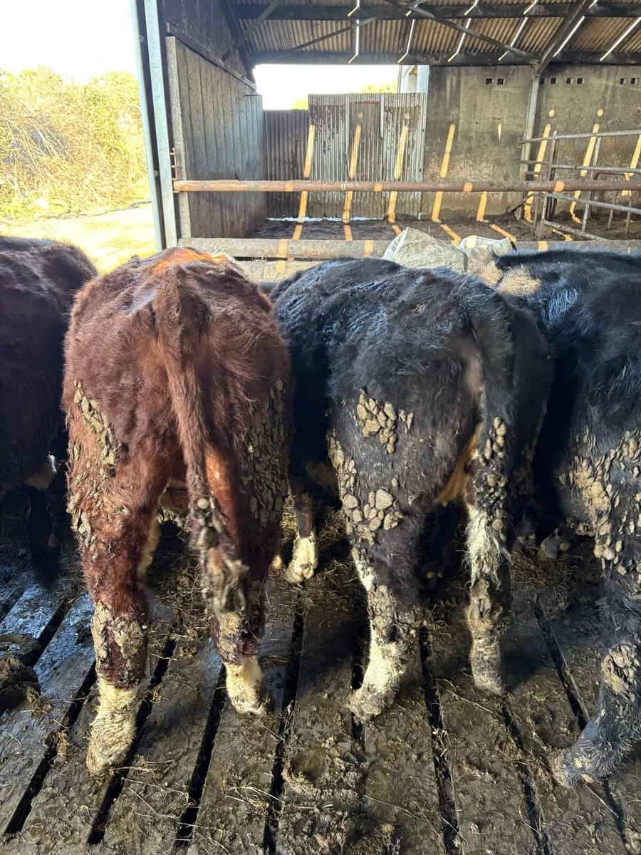 Organic yearlings for sale. - Image 1