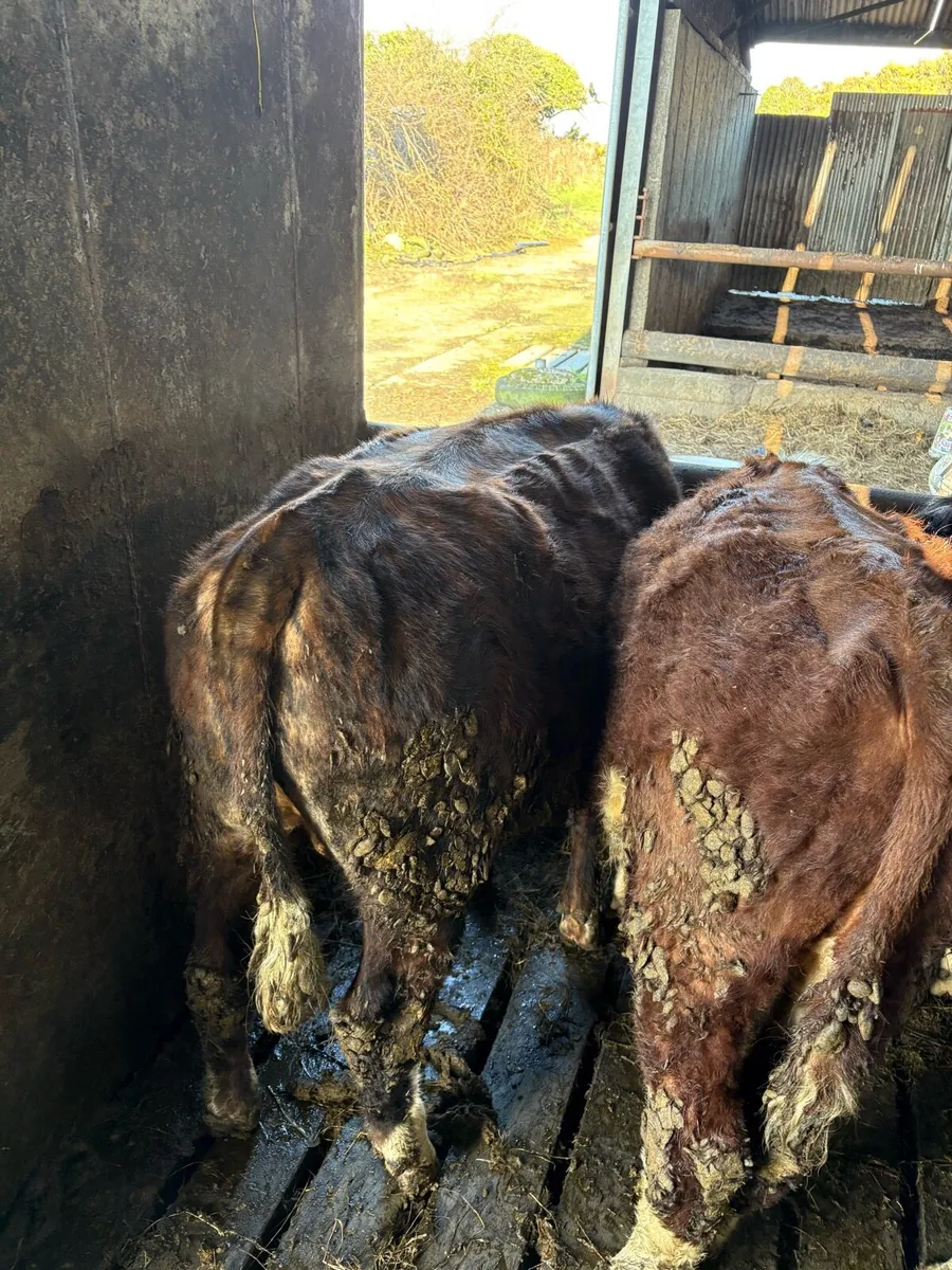 Organic yearlings for sale. - Image 2