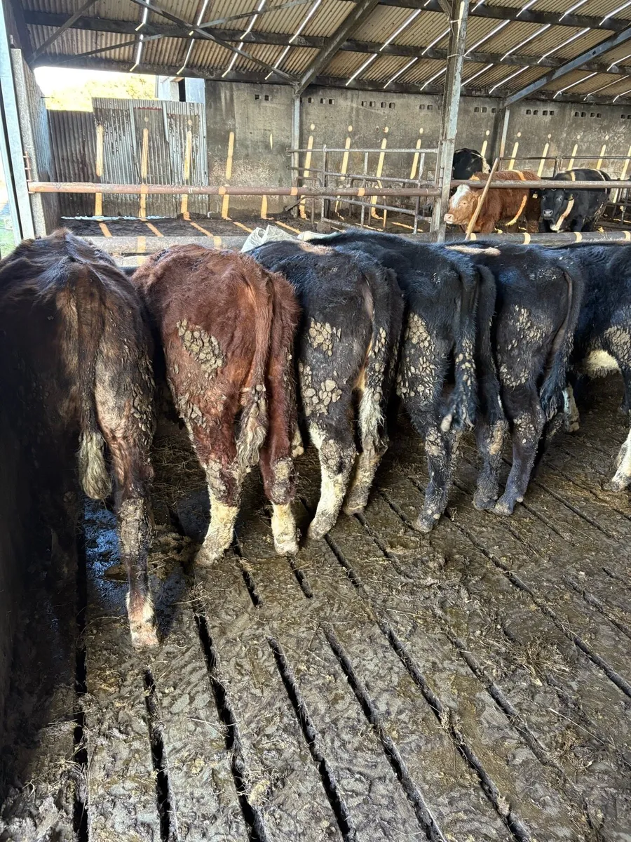 Organic yearlings for sale. - Image 3