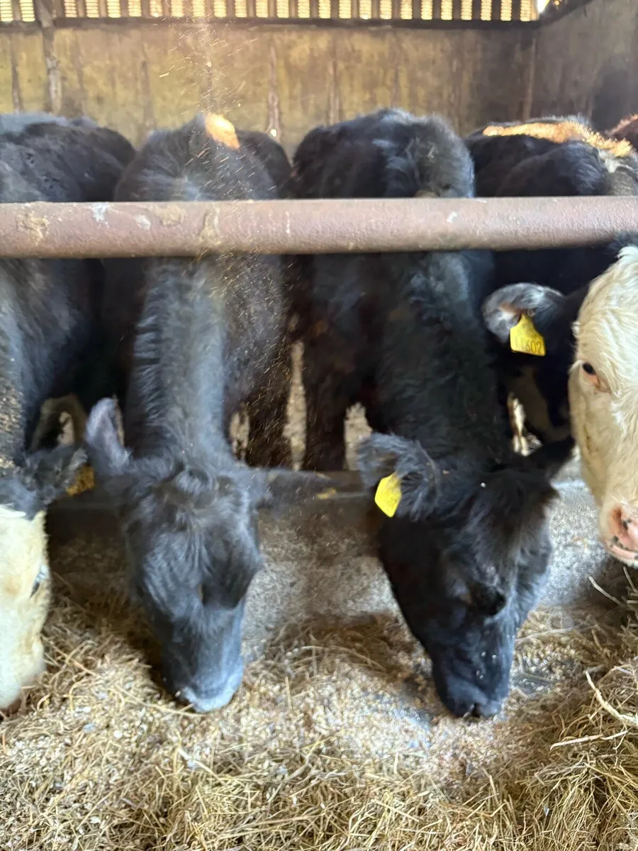 Organic yearlings for sale. - Image 4