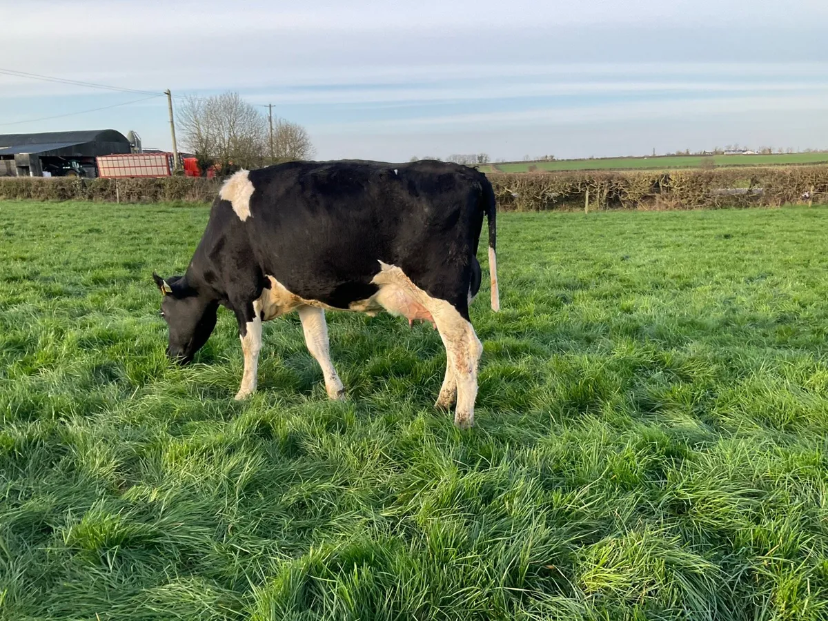 Pedigree Registered Calved Heifers - Image 1
