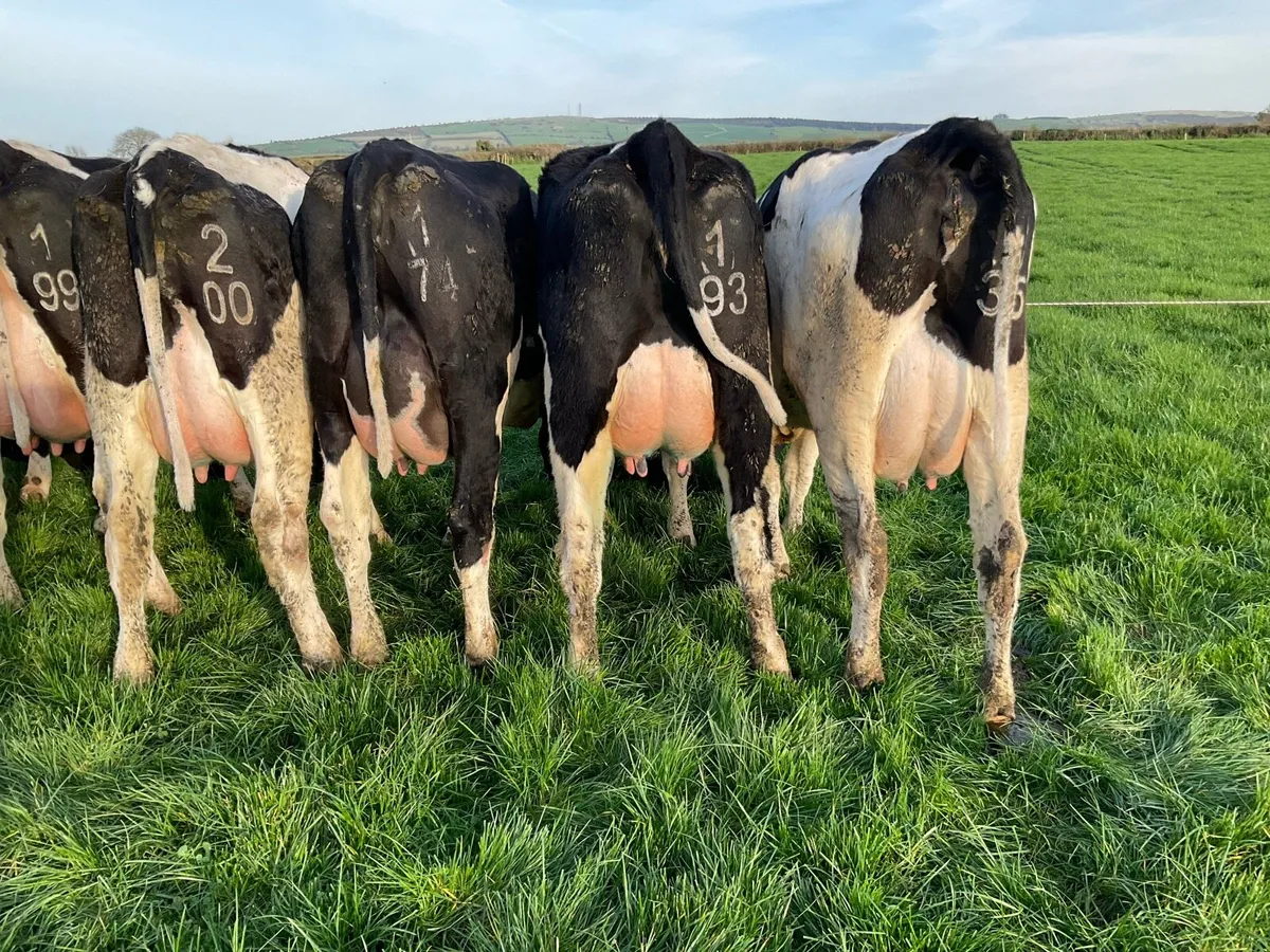 Pedigree Registered Calved Heifers - Image 2