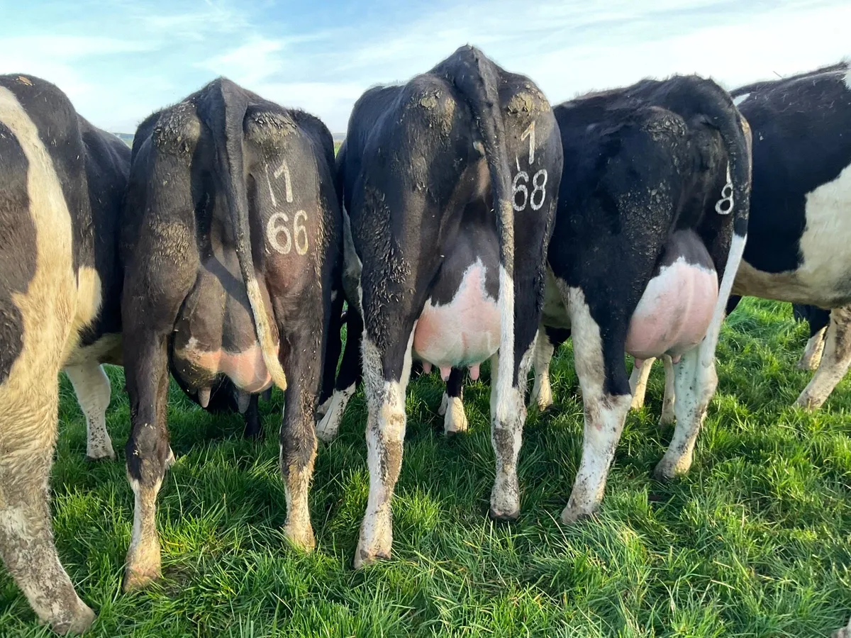 Pedigree Registered Calved Heifers - Image 3