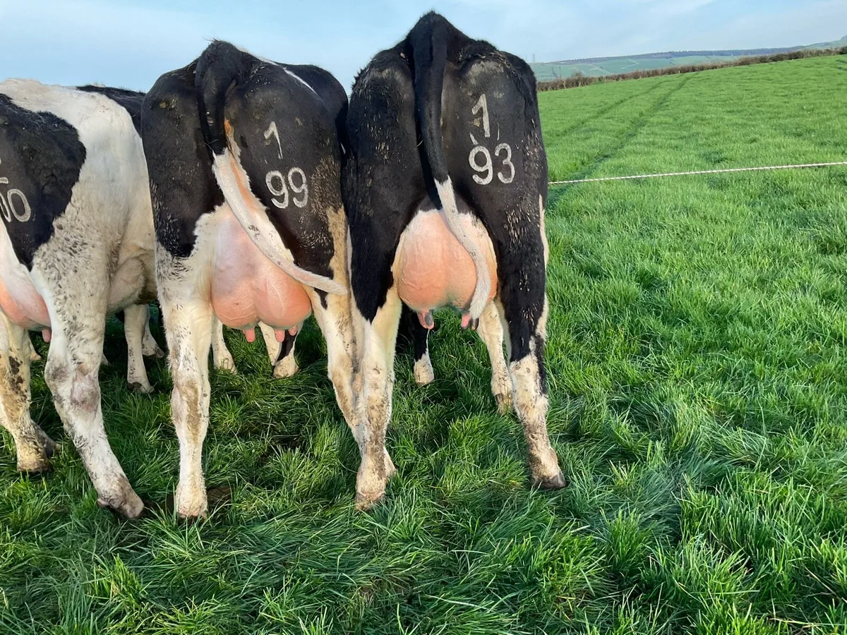 Pedigree Registered Calved Heifers - Image 4