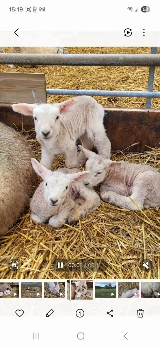 PET / Foster lambs