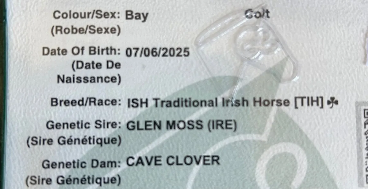 Colt Yearling - Image 2