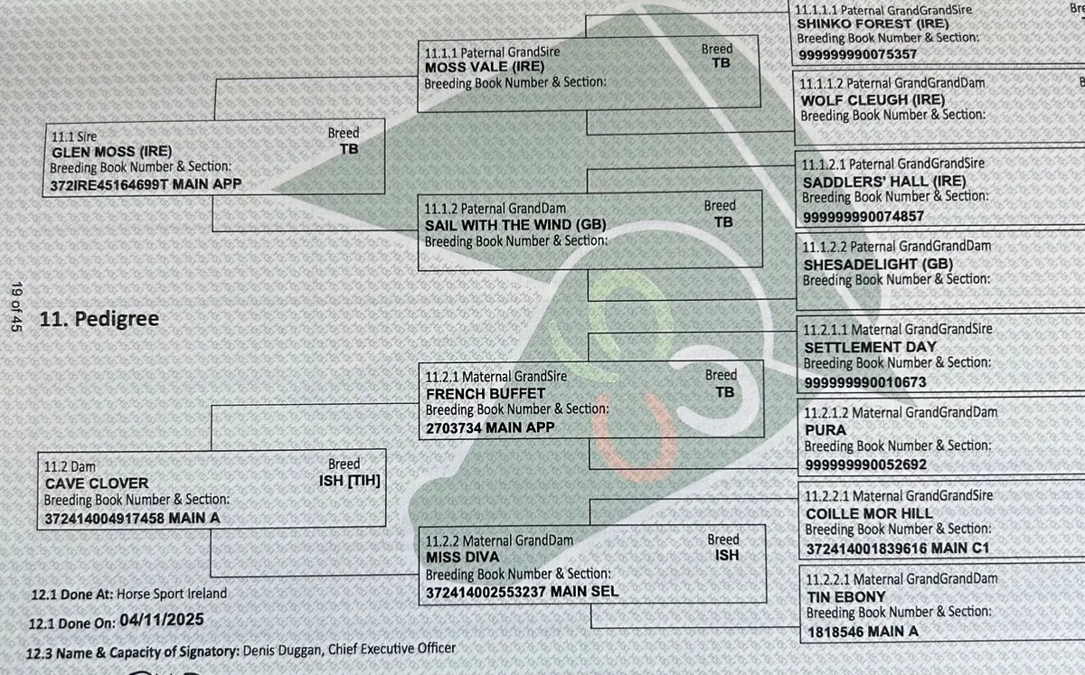 Colt Yearling - Image 3