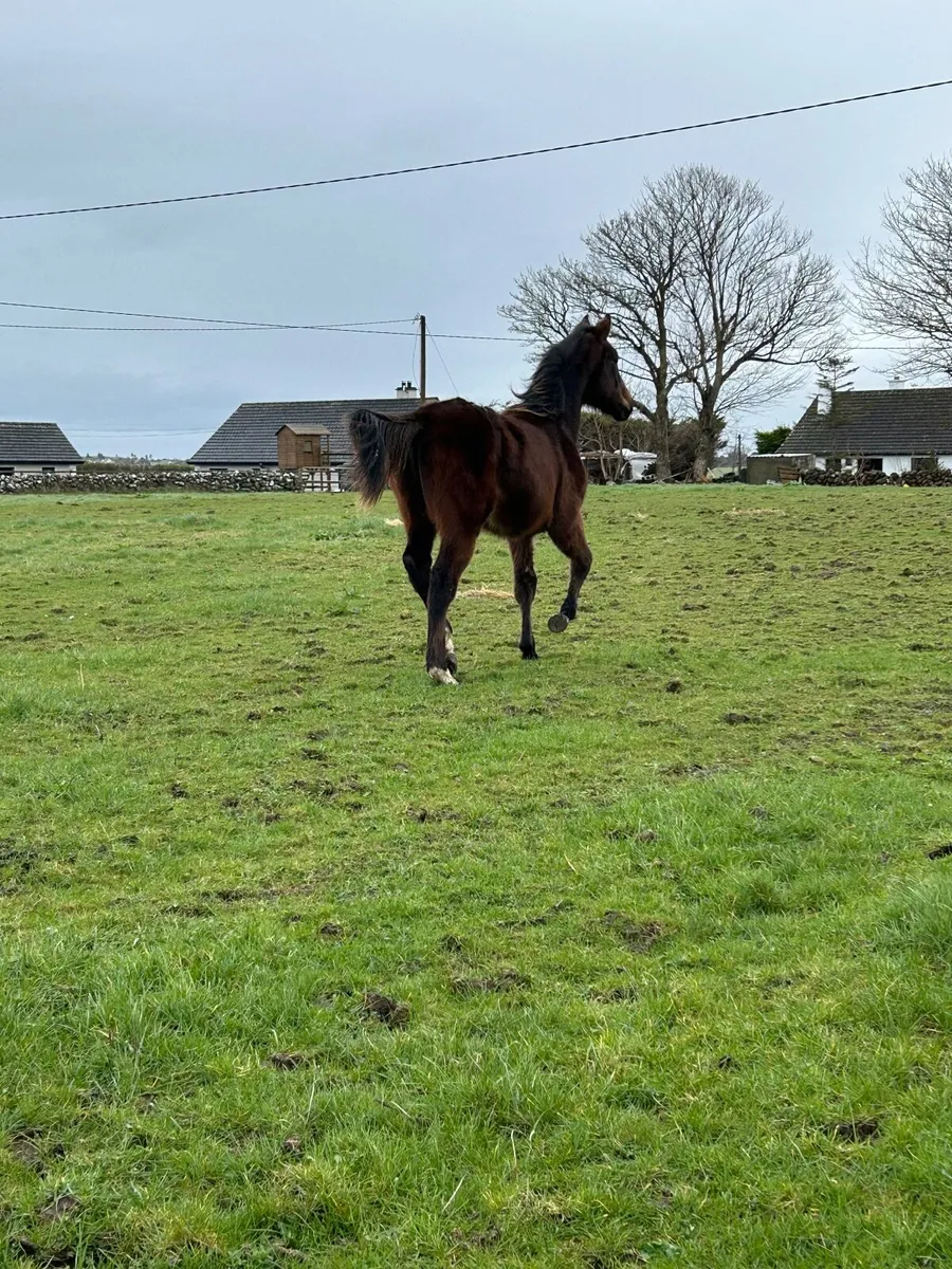 Colt Yearling - Image 4