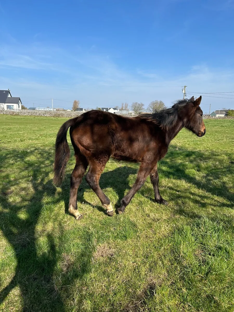 Colt Yearling - Image 1
