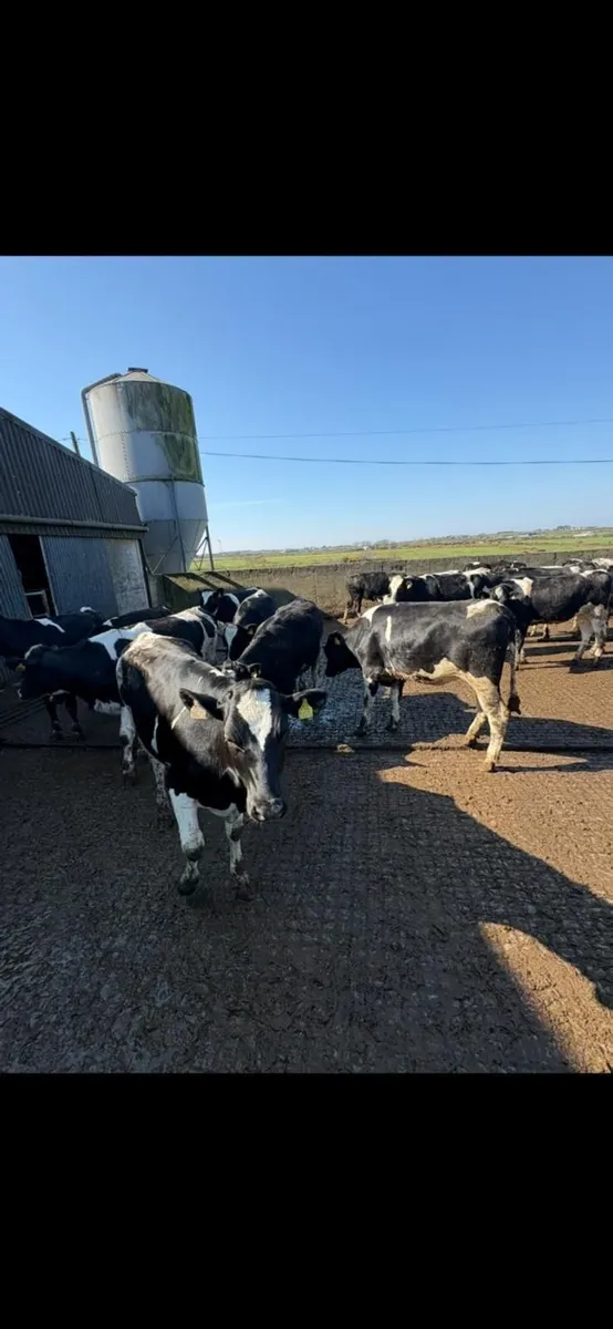 DAIRY SALE LISTOWEL MART WED 25TH MARCH AT 12.30PM - Image 2