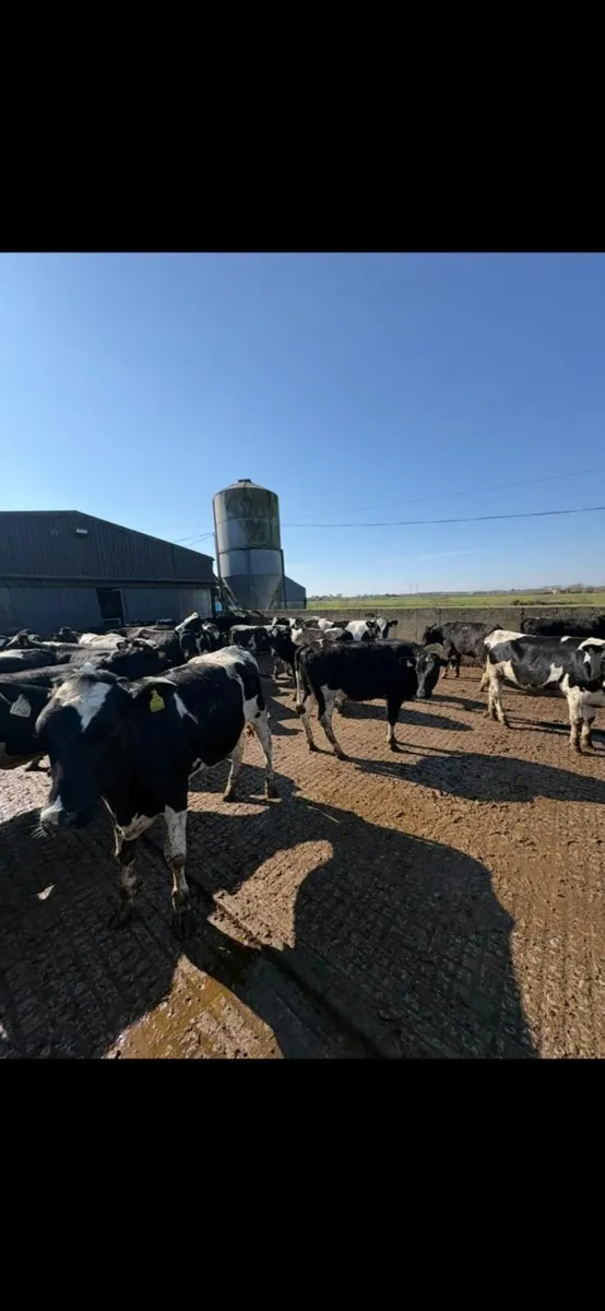 DAIRY SALE LISTOWEL MART WED 25TH MARCH AT 12.30PM - Image 4