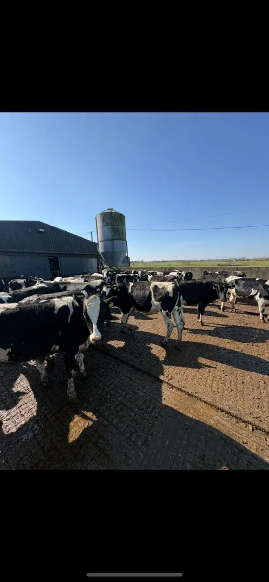 DAIRY SALE LISTOWEL MART WED 25TH MARCH AT 12.30PM - Image 3