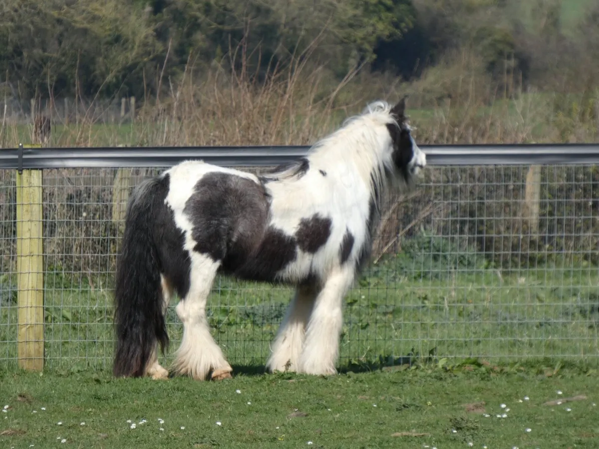 Top class mare for sale - Image 2