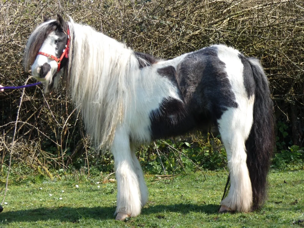 Top class mare for sale - Image 3